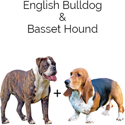 Bully Basset Dog